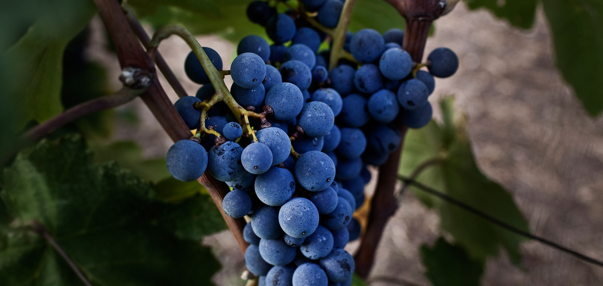 Kir-Yianni