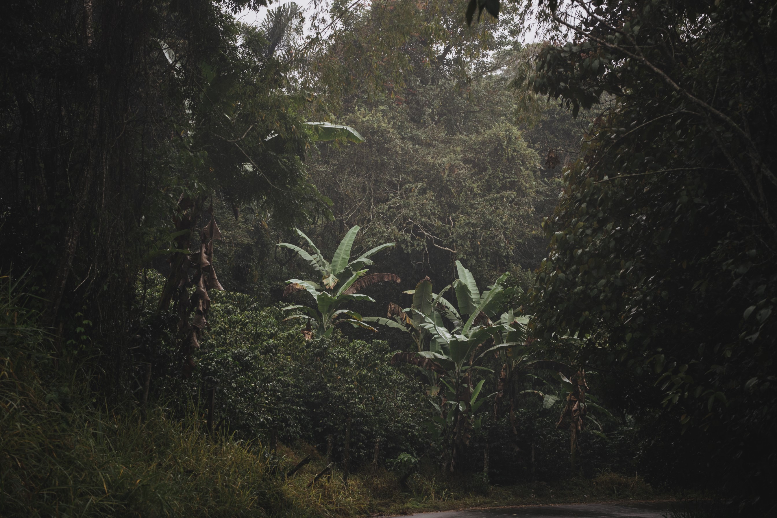 Coffee Island