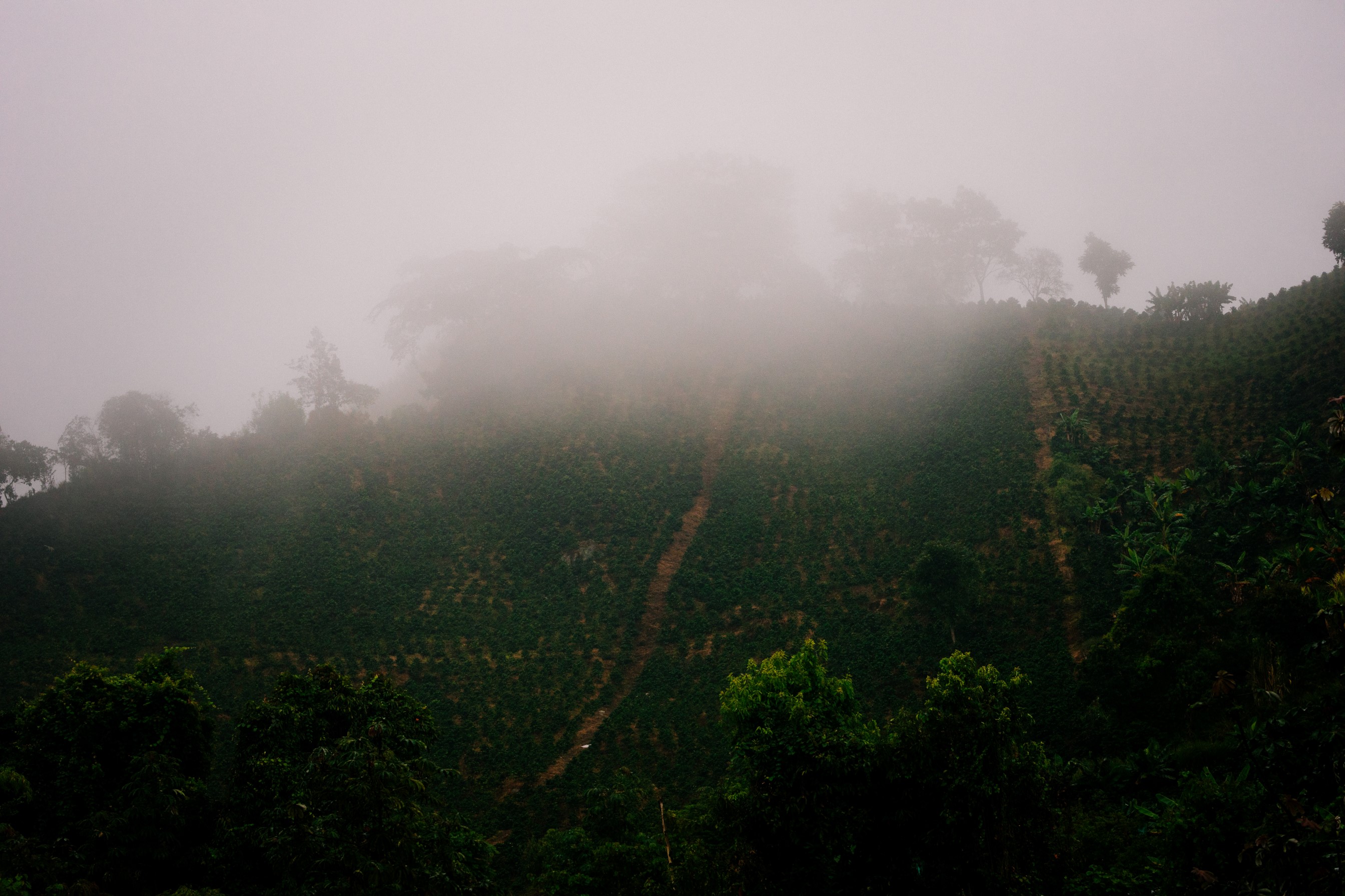 Coffee Island